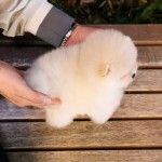 Pomeranian šteňa na adopciu