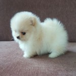 Mini pomeranian s PP