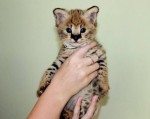 Mačiatka Savannah serval a caracal vo veku 4 týždňo