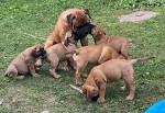 Vynikajúce šteniatka Bull Mastiff na predaj v čiernej, 