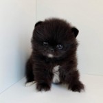 Šteniatka pomeranian na adopciu