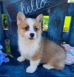 Šteniatka Pembroke Welsh Corgi