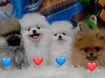 Mini pomeranian bez PP