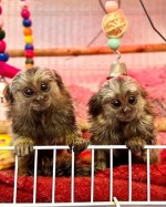 Marmoset Opice na adopciu