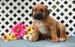 Šteniatka boerboel na adopciu