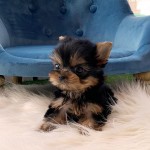 Šteniatka Yorkie na adopciu