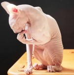 5 mačiatok sphynx k dispozícii na adopciu do ich nových domovov