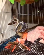 Galago Bush deti na adopciu