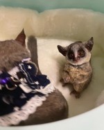 Galago Bush deti na adopciu