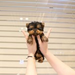 Roztomilé šteniatka Yorkie na adopciu