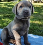 Dve šteniatka labradora na adopciu