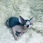 Krásne mačiatka Sphynx na adopciu