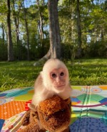 Skrotené kapucínske opice na adopciu