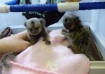 Opice marmoset na adopciu
