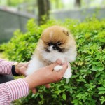 Neoceniteľné šteniatko pomeranian na adopciu