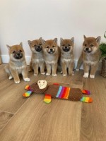 Rozkošné šteniatka Shiba Inu+44 7482162214