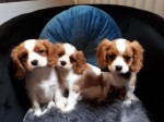 Šteniatka Cavalier King Charles+44 7482162214