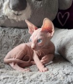 Mačiatka Sphynx na adopciu