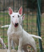 Mini bull terriers