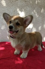 CORGI WELSH PEMBROKE puppies for sale 