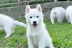 Siberian Husky puppies