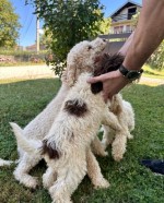 Puppies for sale - Lagoto Romagnolo