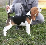 Beagle sučka na predaj