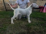 5 month old dogo argentino female for sale