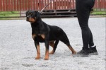 Rottweilers puppies for sale
