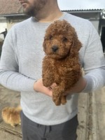 Mini red poodles!