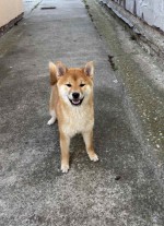 Female Shiba Inu puppy for sale