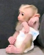 Kapucínske opice na adopciu.