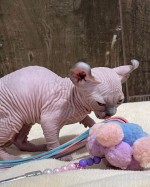 Mačiatka Sphynx na adopciu
