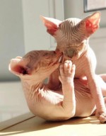Mačiatka Sphynx zadarmo
