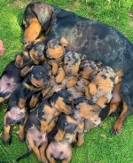 Jazvečík 5 šteniatok na adopciu