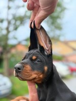 Doberman – Krásne šteniatka