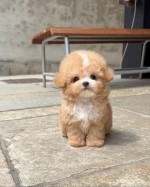 Rozkošné šteniatka pudla