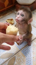 Domácí kapucínky k dispozici