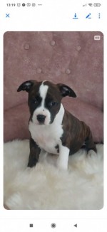 American Staffordshire female