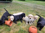 Čistokrvné šteniatka labradora