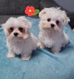 Maltézske šteniatka na predaj 