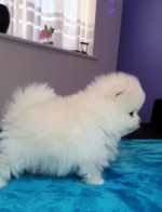 sladké šteniatka.Pomeranian