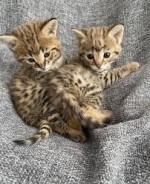 mačiatka savannah pre nový domov