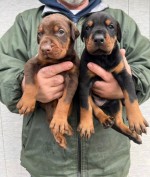 Doberman – šteniatka na predaj