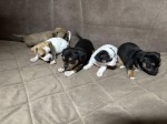 Chihuahua puppies for sale