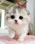 Krásne mačiatka plemena Munchkin