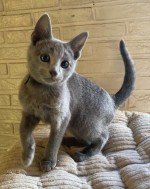 Krásne mačiatka ruskej modrej