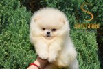 Pomeranian BOO – Šteniatka špičkovej kvality
