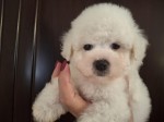 Bichon Frisé Krásne Šteniatka