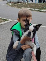 Bostonský teriér pes